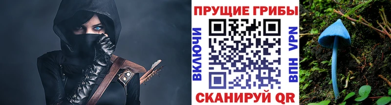 Купить закладки  Куртамыш  Псилоцибиновые грибы Cubensis 